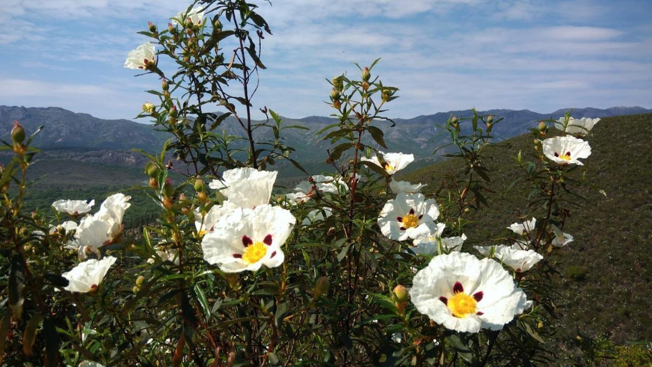 Casa Rural La Colmena Del Geoparque Navatrasierra Bagian luar foto